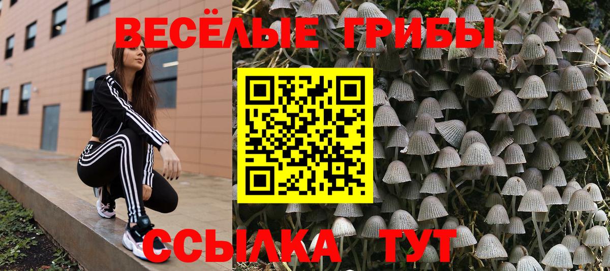 Галлюциногенные грибы Cubensis Луга
